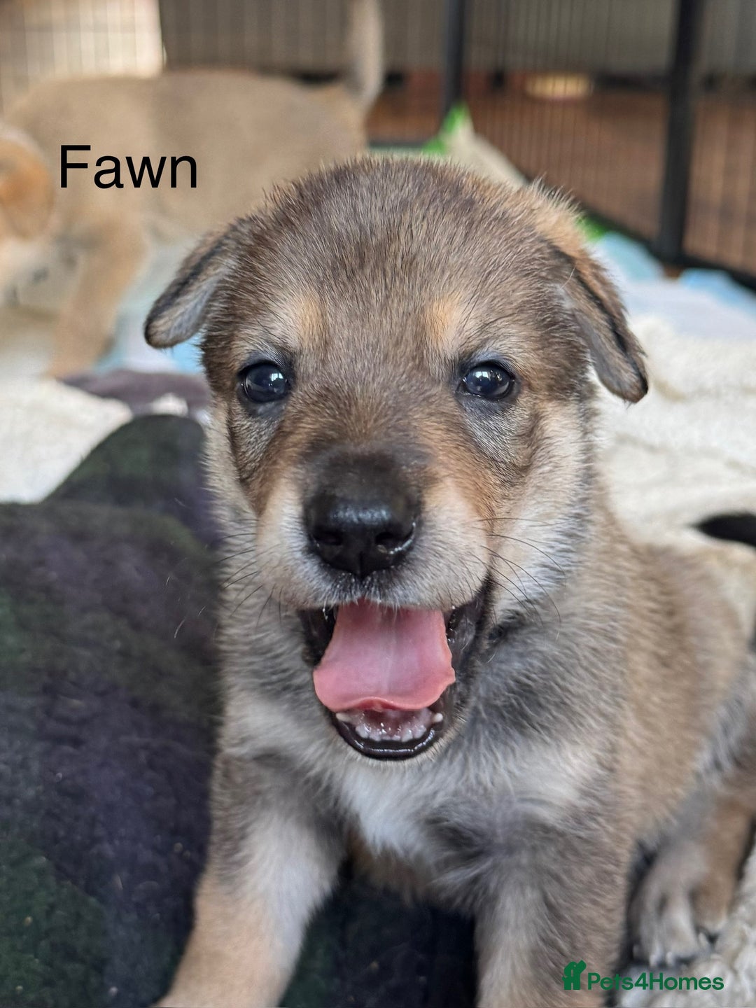 Mixed Breed dogs for sale: Beautiful Inca & handsome Nanuq PUPDATE x4 - Image 16