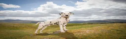 Dalmatian dogs for stud: CRUFTS QUALIFIED FOR LIFE HEALTH TESTED in Aberdare - Advert 8