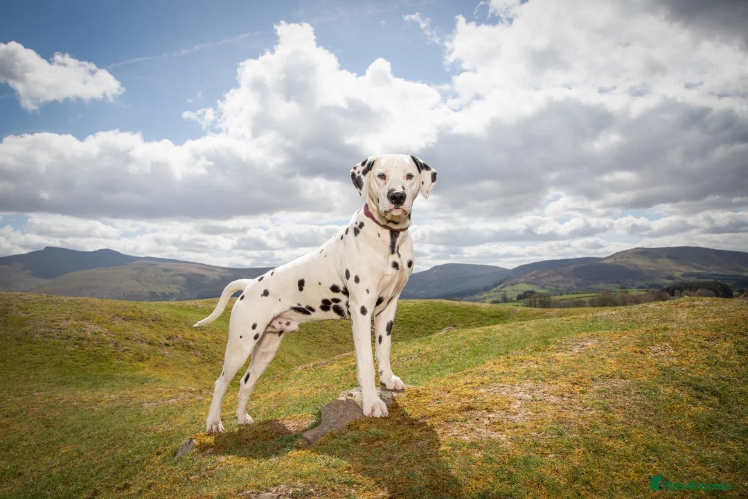 Dalmatian dogs for stud: CRUFTS QUALIFIED FOR LIFE HEALTH TESTED in Aberdare - Advert 8