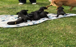 Labrador Retriever dogs for sale: KC Registered Black Labrador Pups 🐾 - Image 15