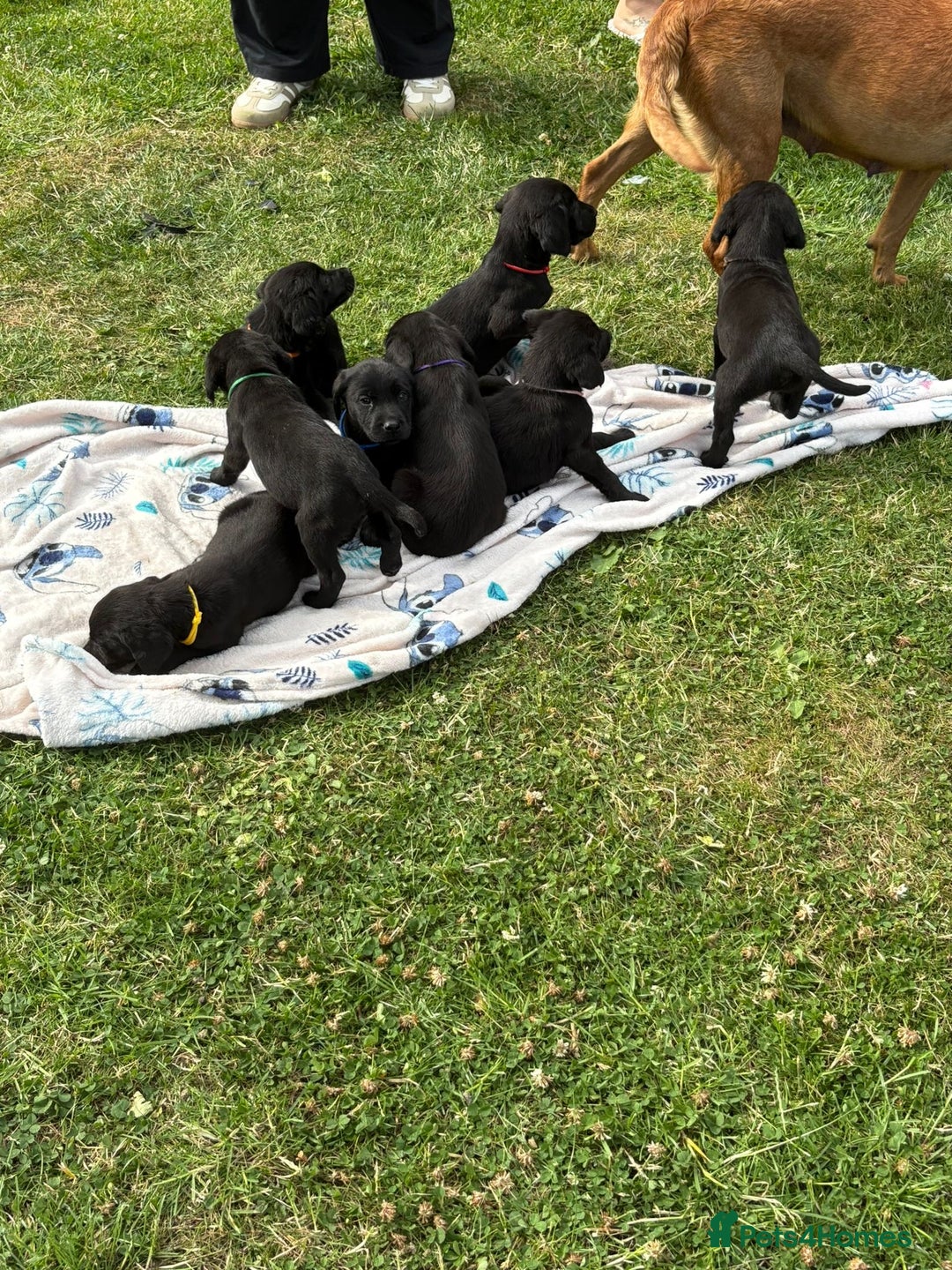 Labrador Retriever dogs for sale: KC Registered Black Labrador Pups 🐾 - Image 15