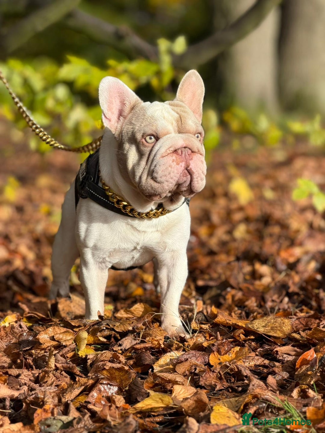 French Bulldog dogs for stud: Enzo Award winning newshade Isabella and tan pied  - Advert 1