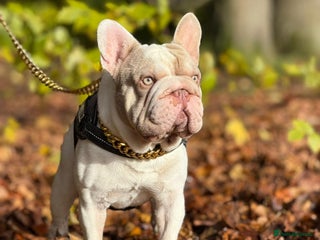 French Bulldog dogs - Advert 12