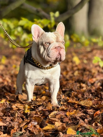 French Bulldog dogs Enzo Award winning newshade Isabella and tan pied - Advert 1