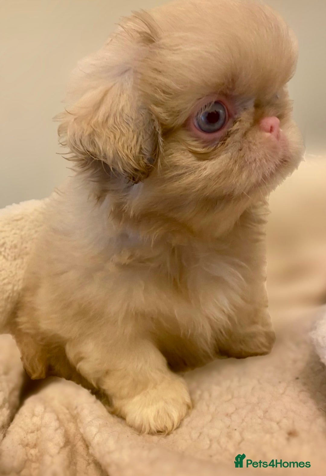 Pekingese dogs for sale: Pink Pekingese puppies  - Advert 4