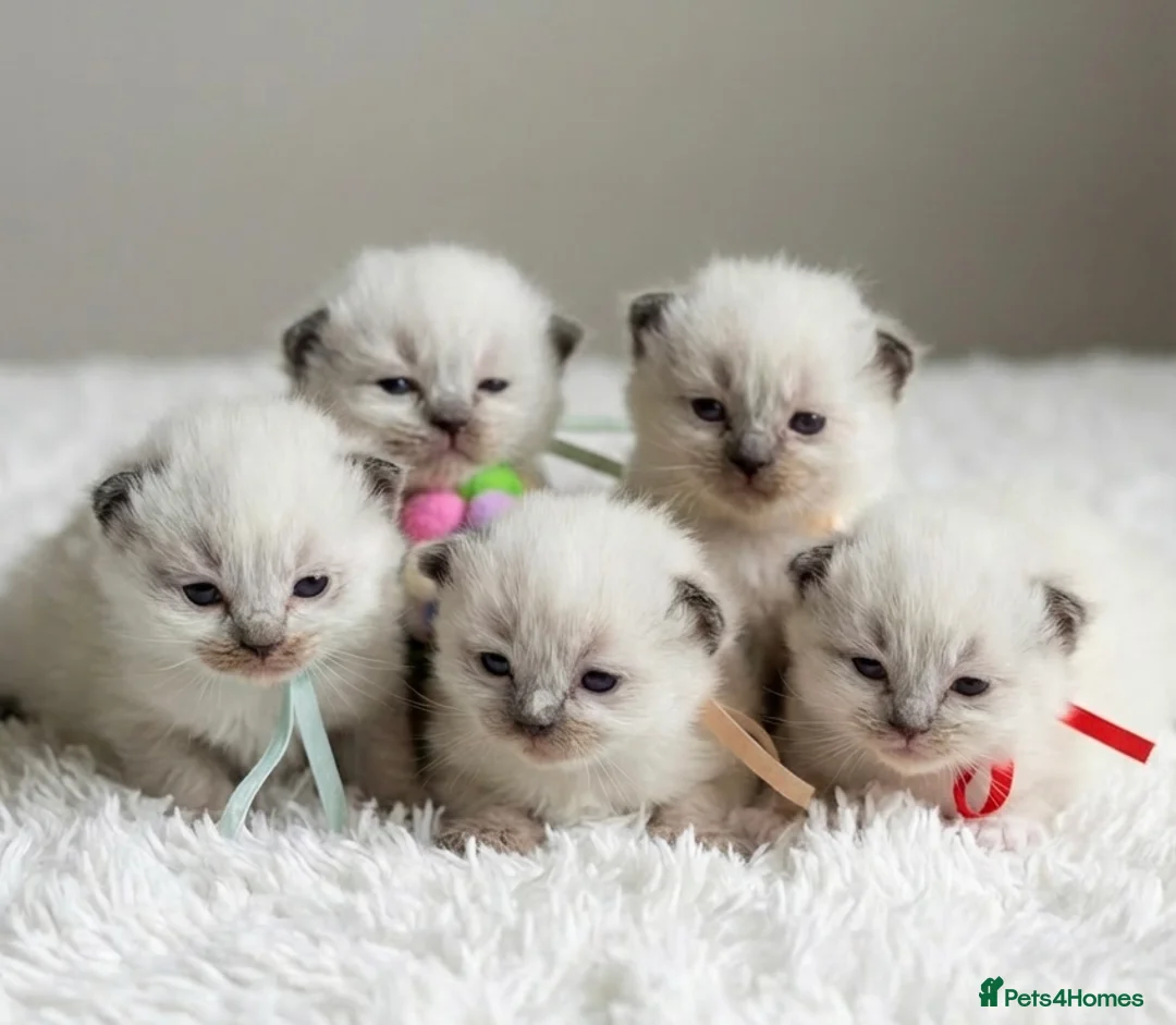Ragdoll cats for sale: RAGDOLL Kittens  - Advert 1