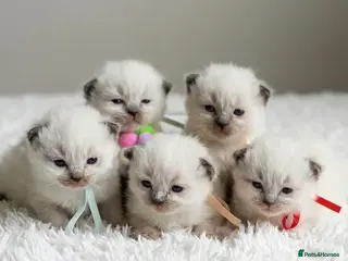 Ragdoll cats RAGDOLL Kittens - Advert 6