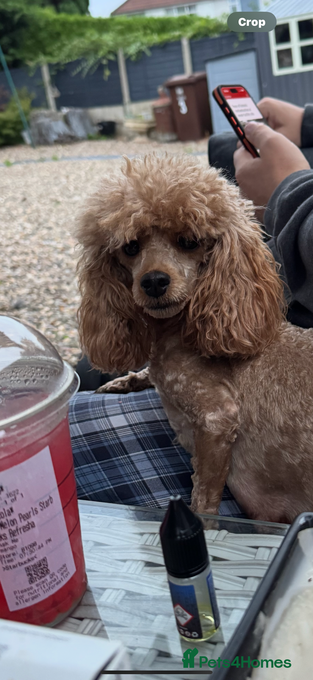 Maltipoo dogs for sale: TEDDY BEAR MALTIPOO PUPPIES  - Image 18
