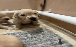 Golden Retriever dogs for sale: Pure bred Golden Retriever puppies - Image 39