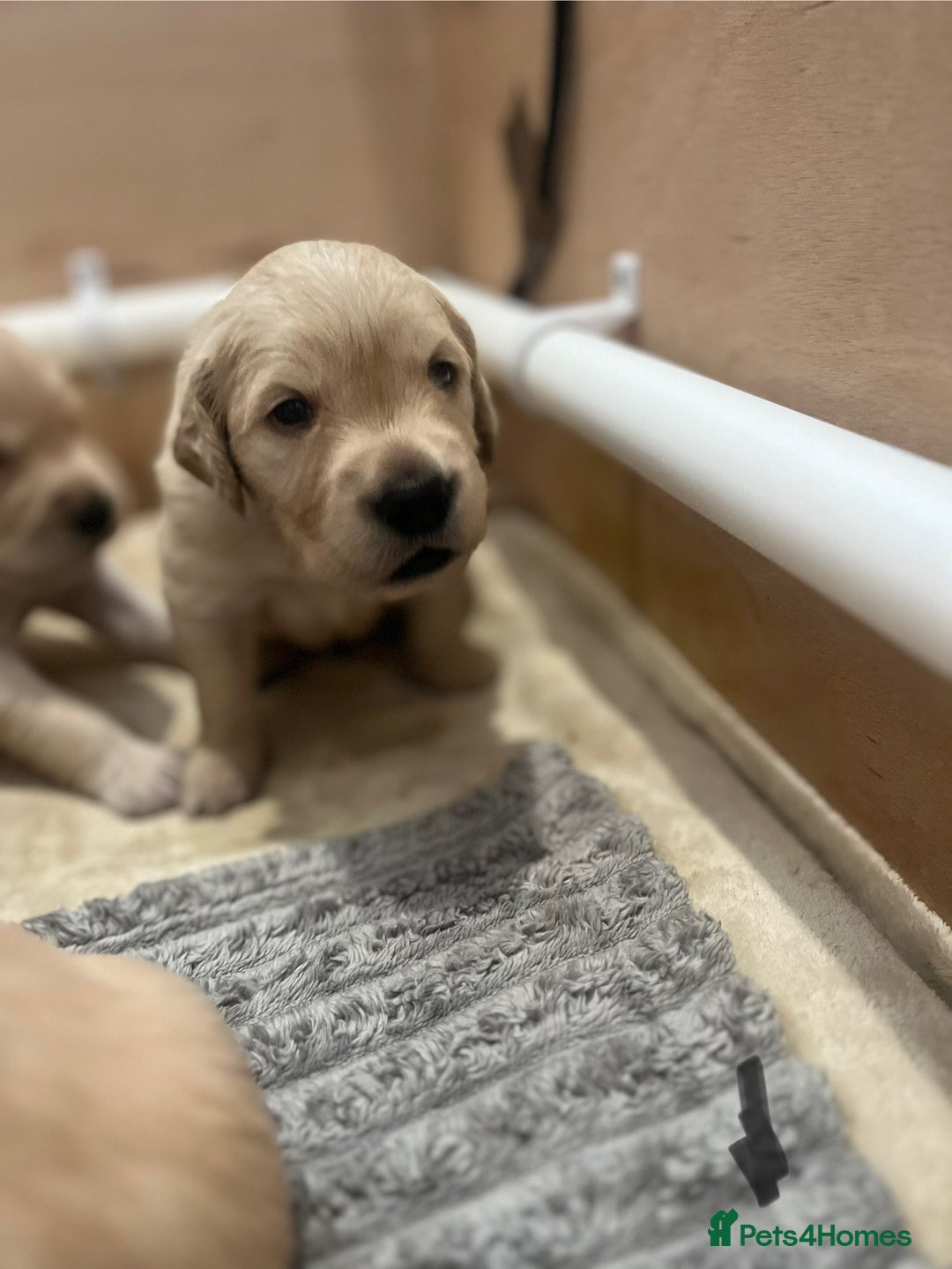 Golden Retriever dogs for sale: Pure bred Golden Retriever puppies - Image 39