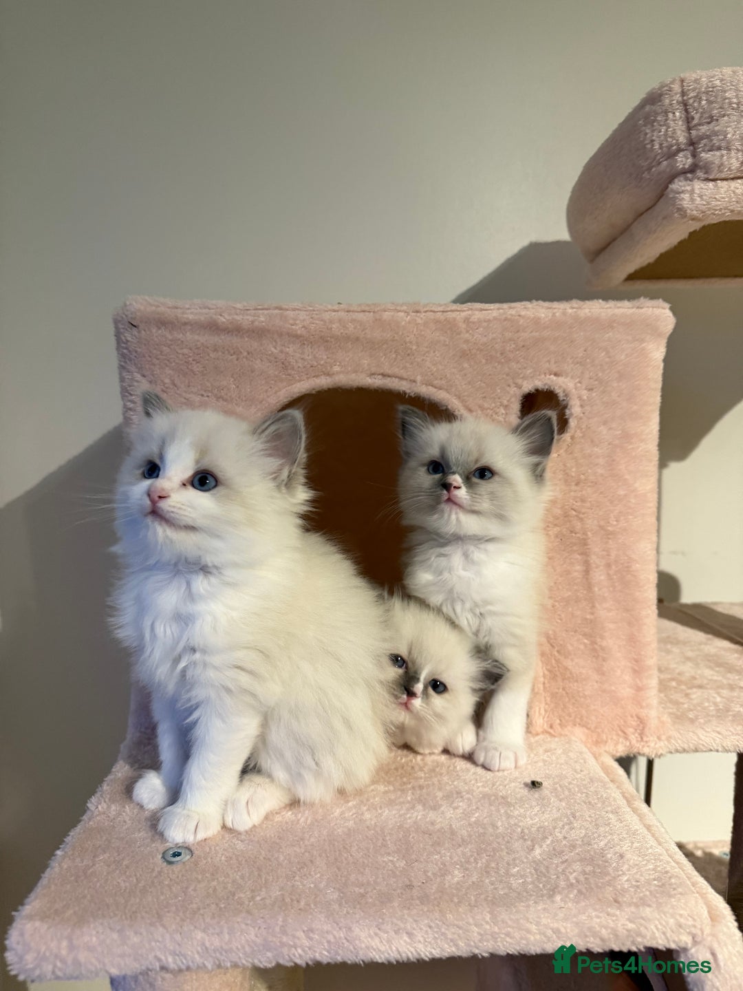 Ragdoll cats for sale: Purebred Ragdolls – Ready to Reserve Now 🍼 - Advert 17