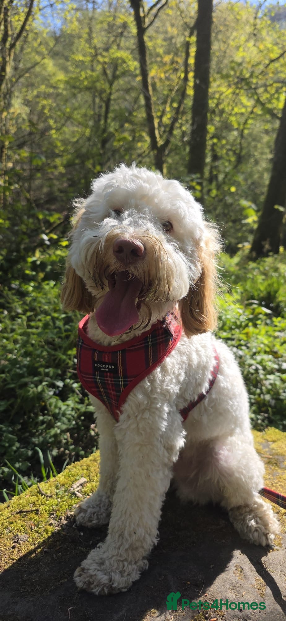 Cavapoo dogs 17 month old Cavapoo - Advert 1