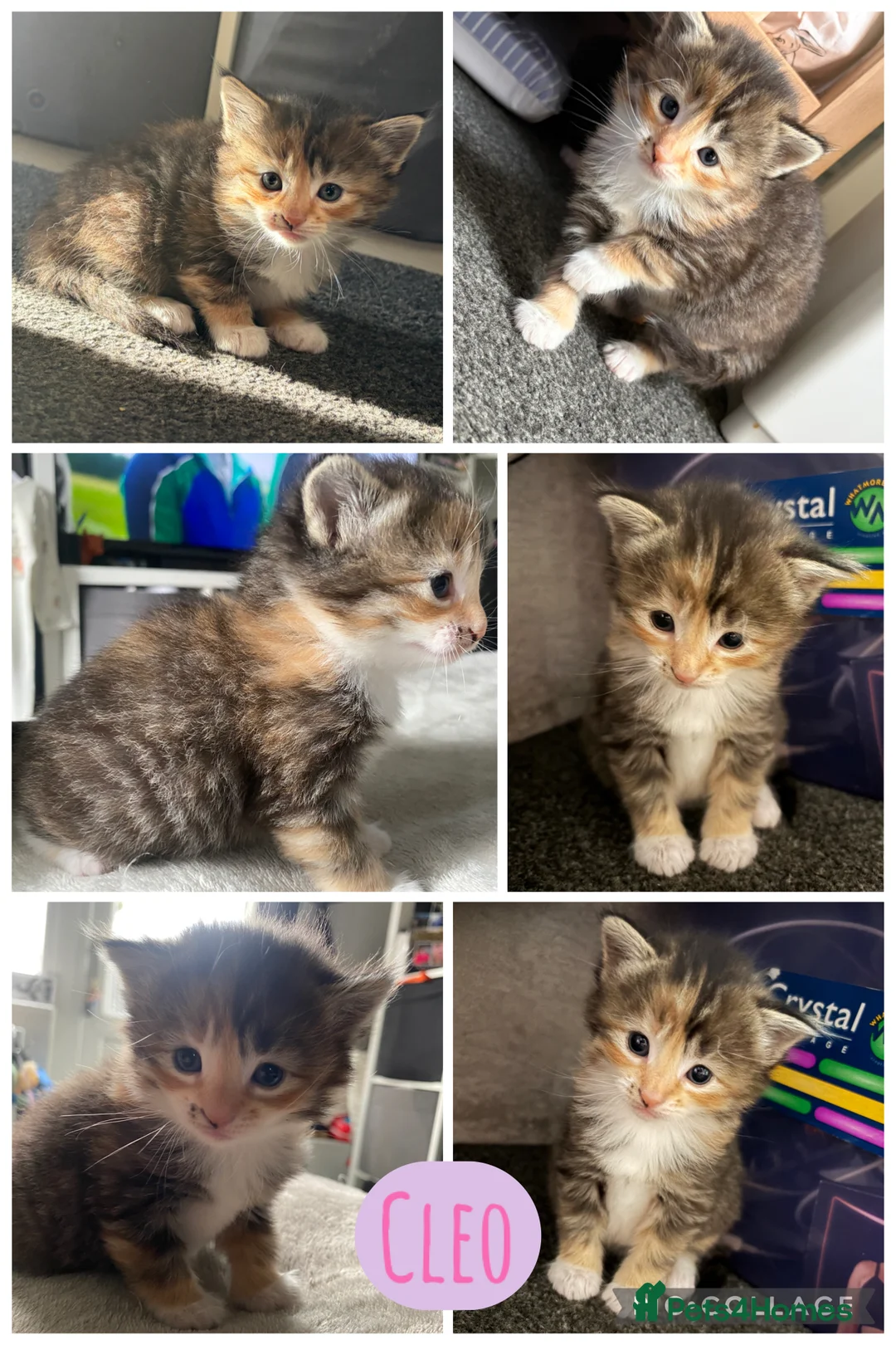 Mixed Breed cats for sale: Gorgeous longhaired tabby ginger kittens - Advert 2