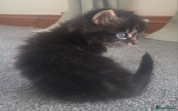 British Longhair cats for sale: Long haired kittens looking for 5* homes - Image 6