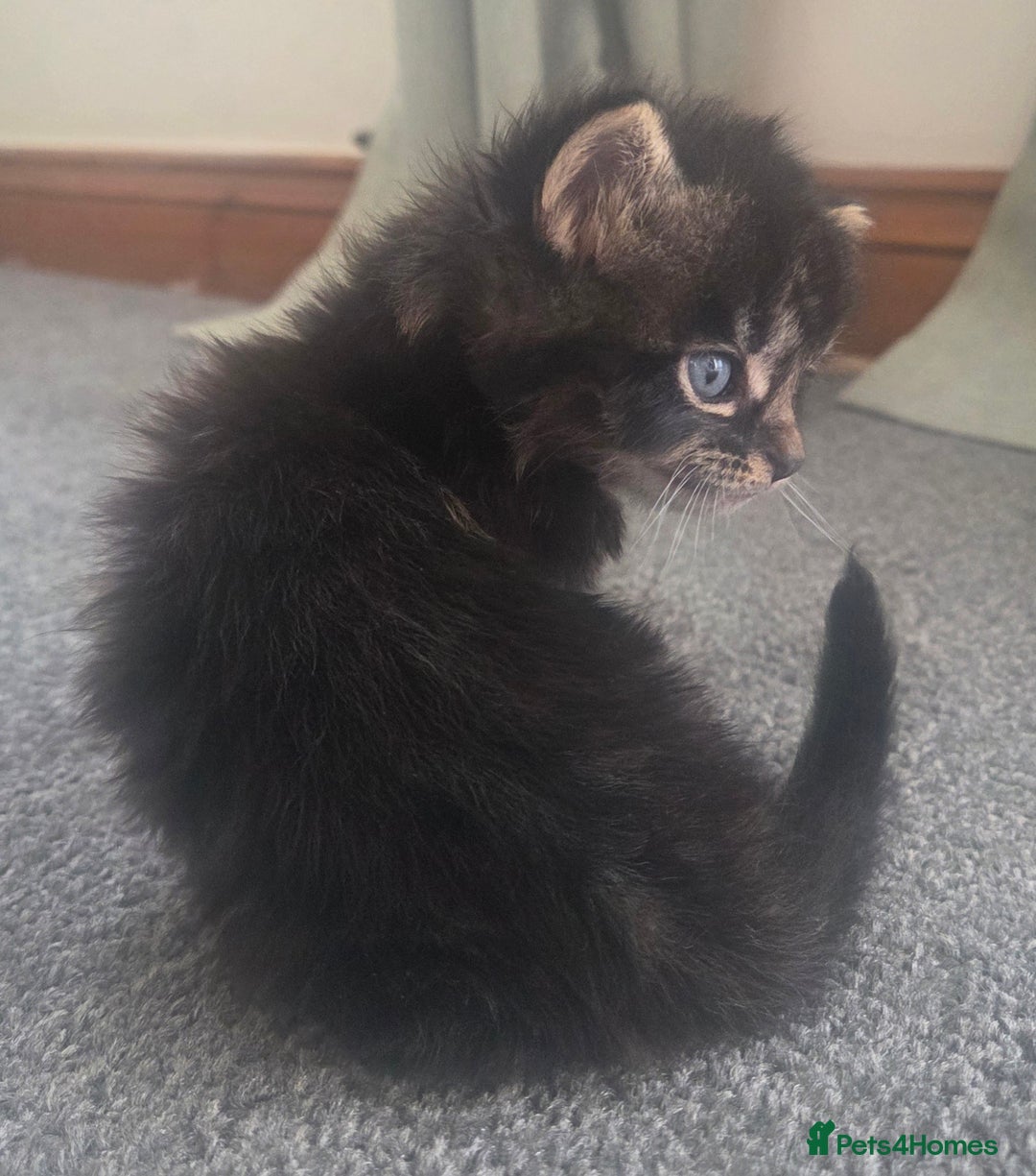 British Longhair cats for sale: Long haired kittens looking for 5* homes - Image 6