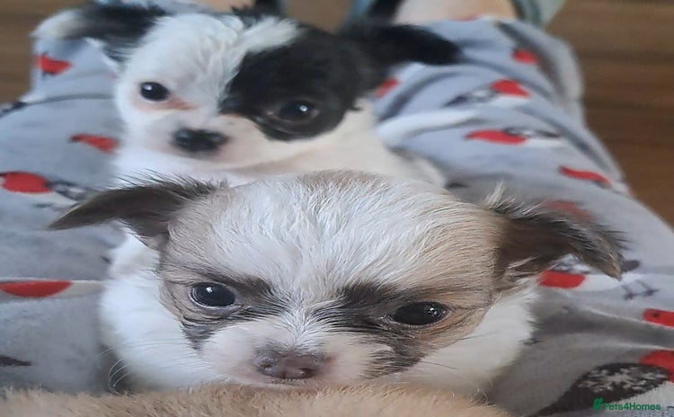 Chihuahua dogs - Advert 11