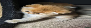 Kitten 5