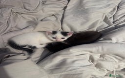 Maine Coon cats for sale: Mainecoon cross ragdoll - Image 6
