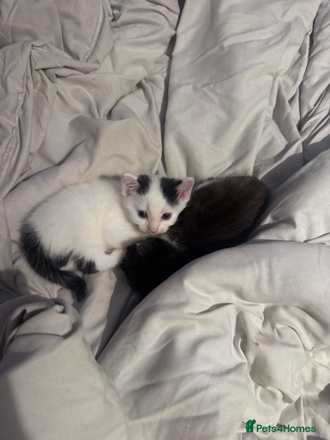 Maine Coon cats for sale: Mainecoon cross ragdoll - Image 6