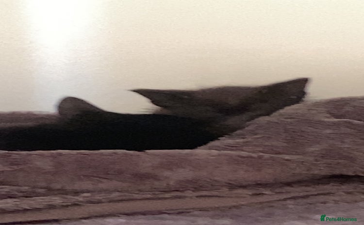 Siamese cats - Advert 1