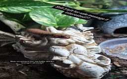 Skink reptiles for sale: African Fire Skinks for Sale - Image 1