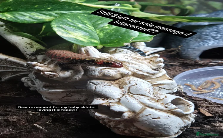 Skink reptiles - Advert 1