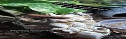 Skink reptiles for sale: African Fire Skinks for Sale - Advert 2