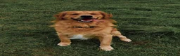 Golden Retriever dogs for sale: 🧸 Puppies Arrived - Pedigree KC Boys Available 🧸 - Advert 9