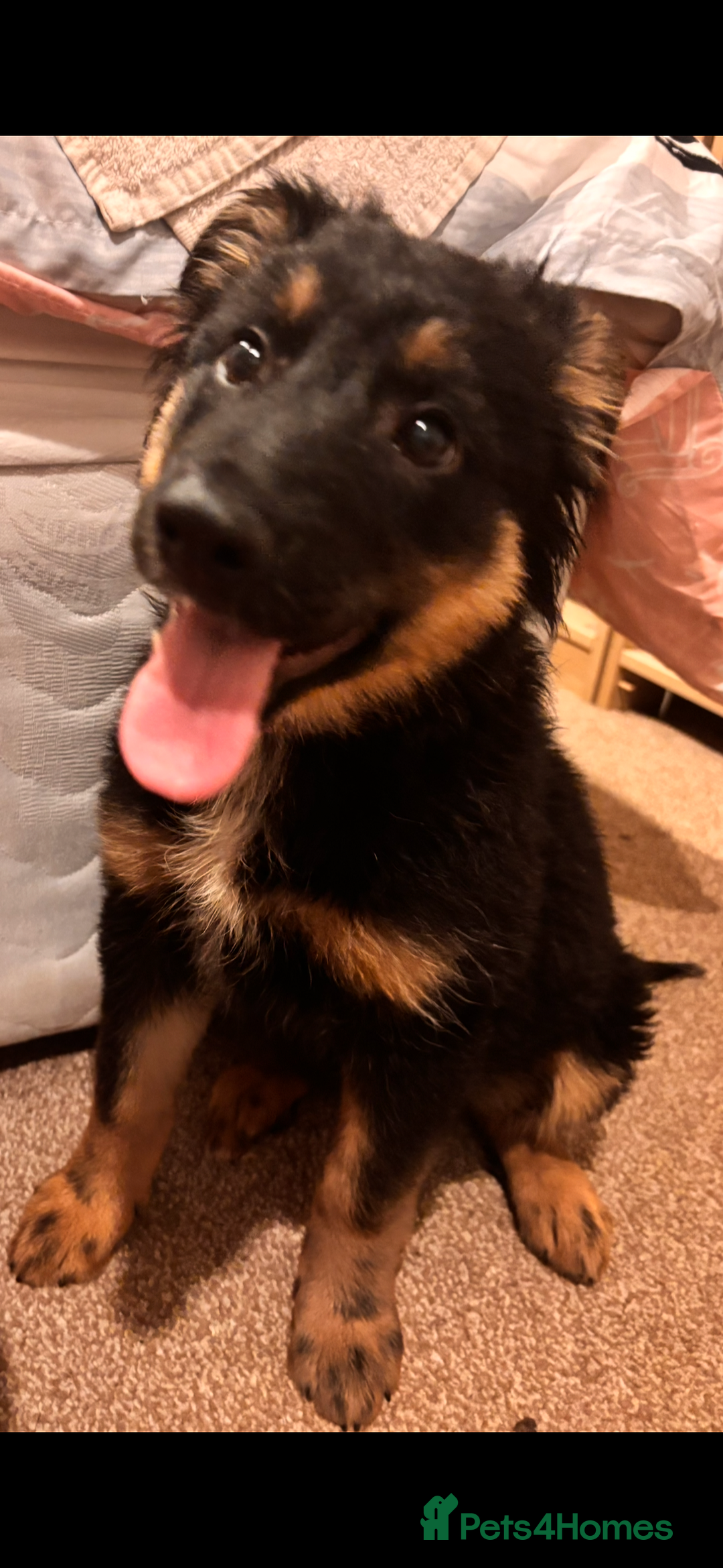 Mixed Breed dogs for sale: 🐾 Beautiful Shollie Pups - Ready Now 🐾 - Advert 14