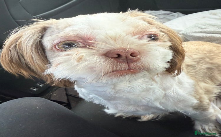 Shih Tzu dogs - Advert 1
