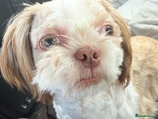 Shih Tzu dogs - Advert 3