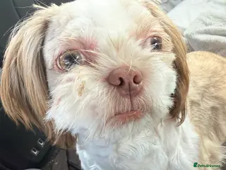 Shih Tzu dogs Male shih tzu URGENT HOME NEEDED ASAP - Advert 14