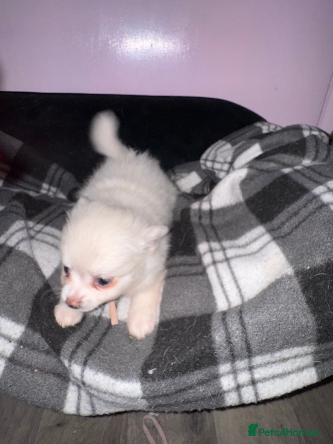Pomchi dogs for sale: Beautiful Fluffy Pomchis - Image 29