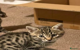 Bengal cats for sale: Stunning Bengal cross kittens  - Image 5