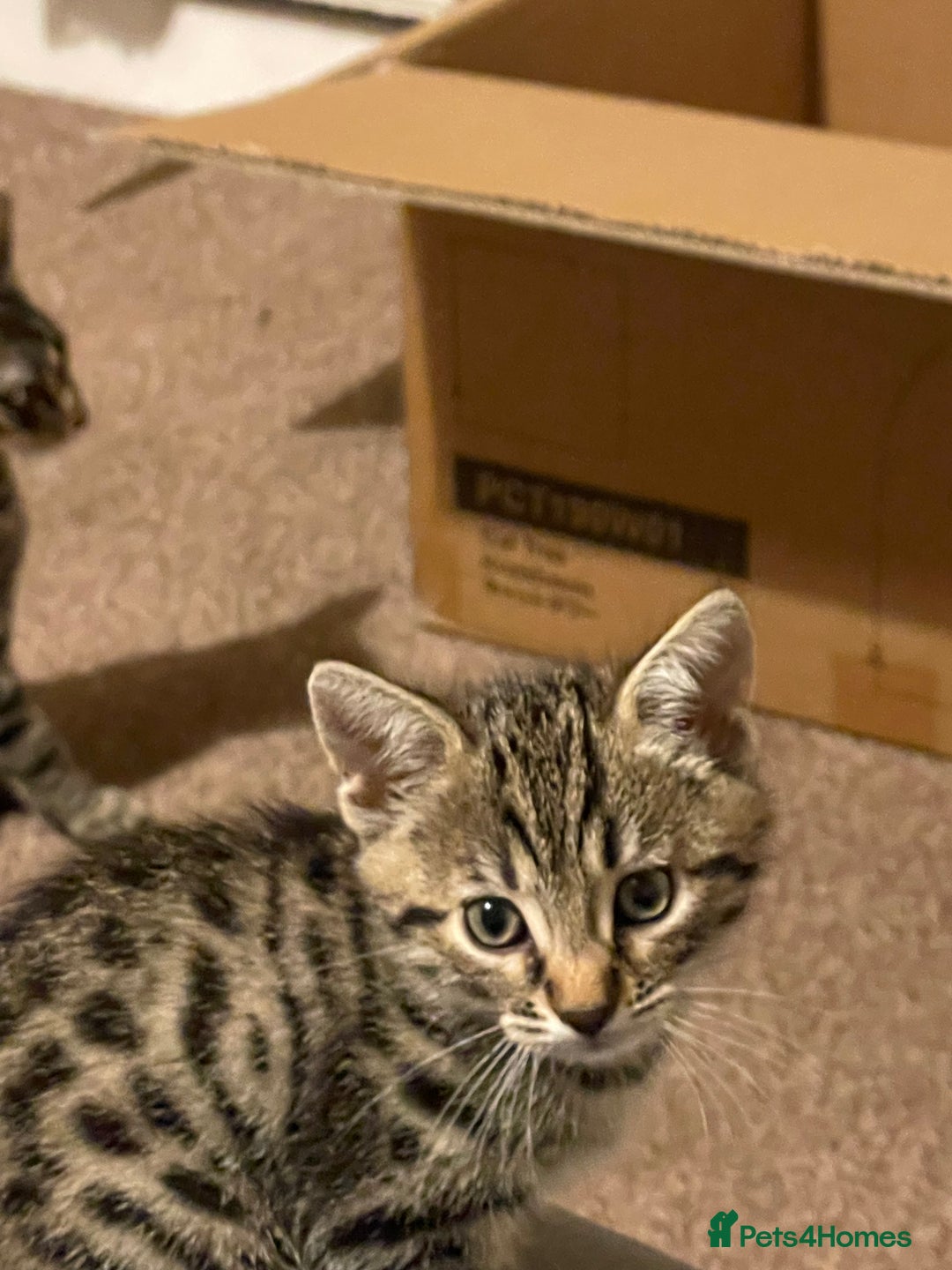 Bengal cats for sale: Stunning Bengal cross kittens  - Image 5