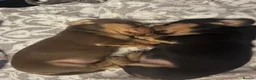 Miniature Dachshund dogs for sale: KC registered female puppies - Advert 20