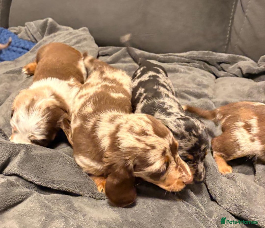 Miniature Dachshund dogs for sale: Miniature Dachshund smooth & dapple wire haired  - Advert 6