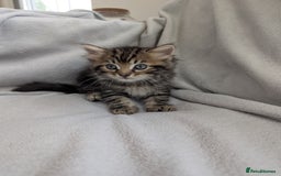 Ragdoll cats for sale: Tabby or black Ragdoll x kittens - Image 24