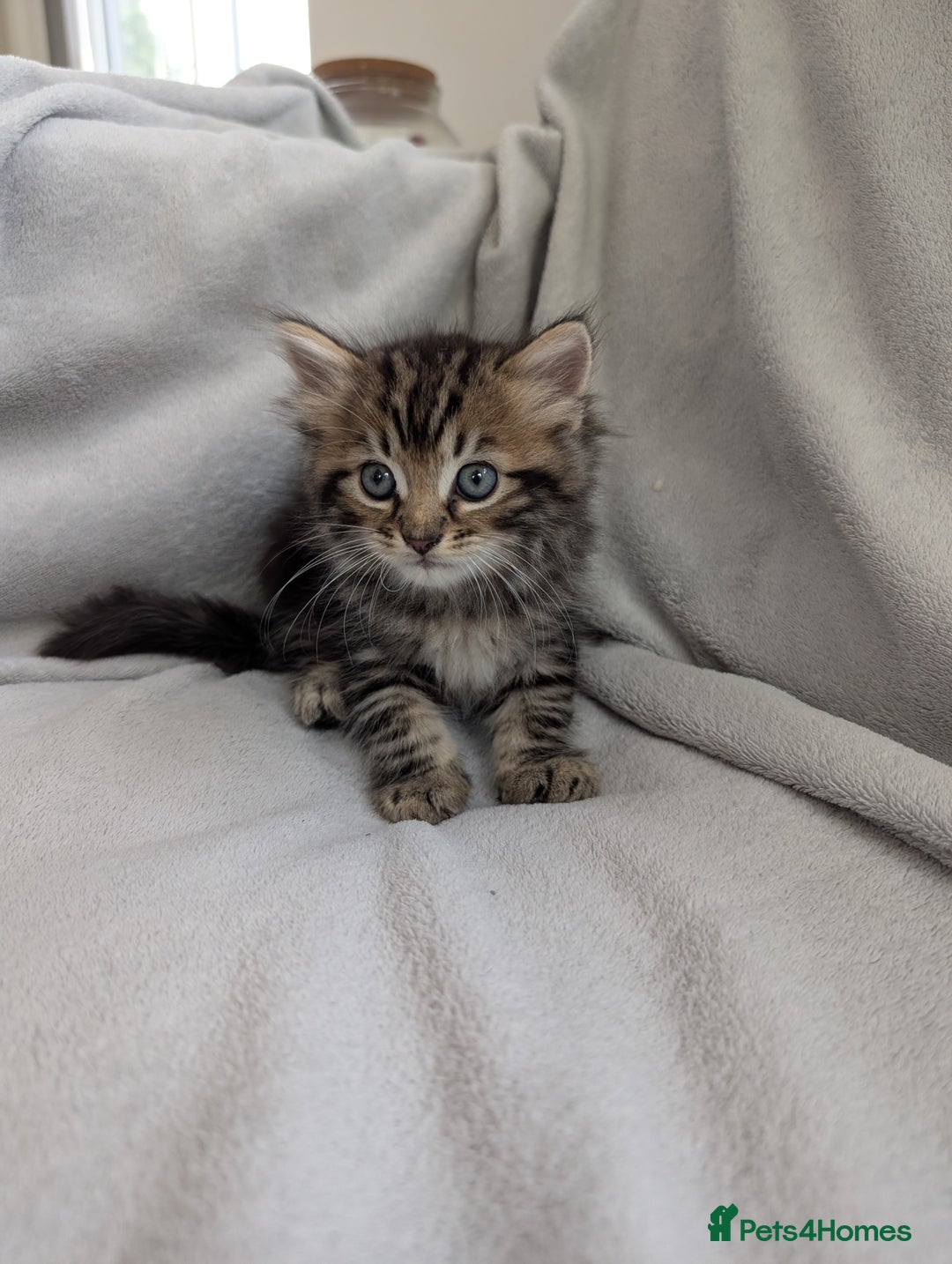 Ragdoll cats for sale: Tabby or black Ragdoll x kittens - Image 24