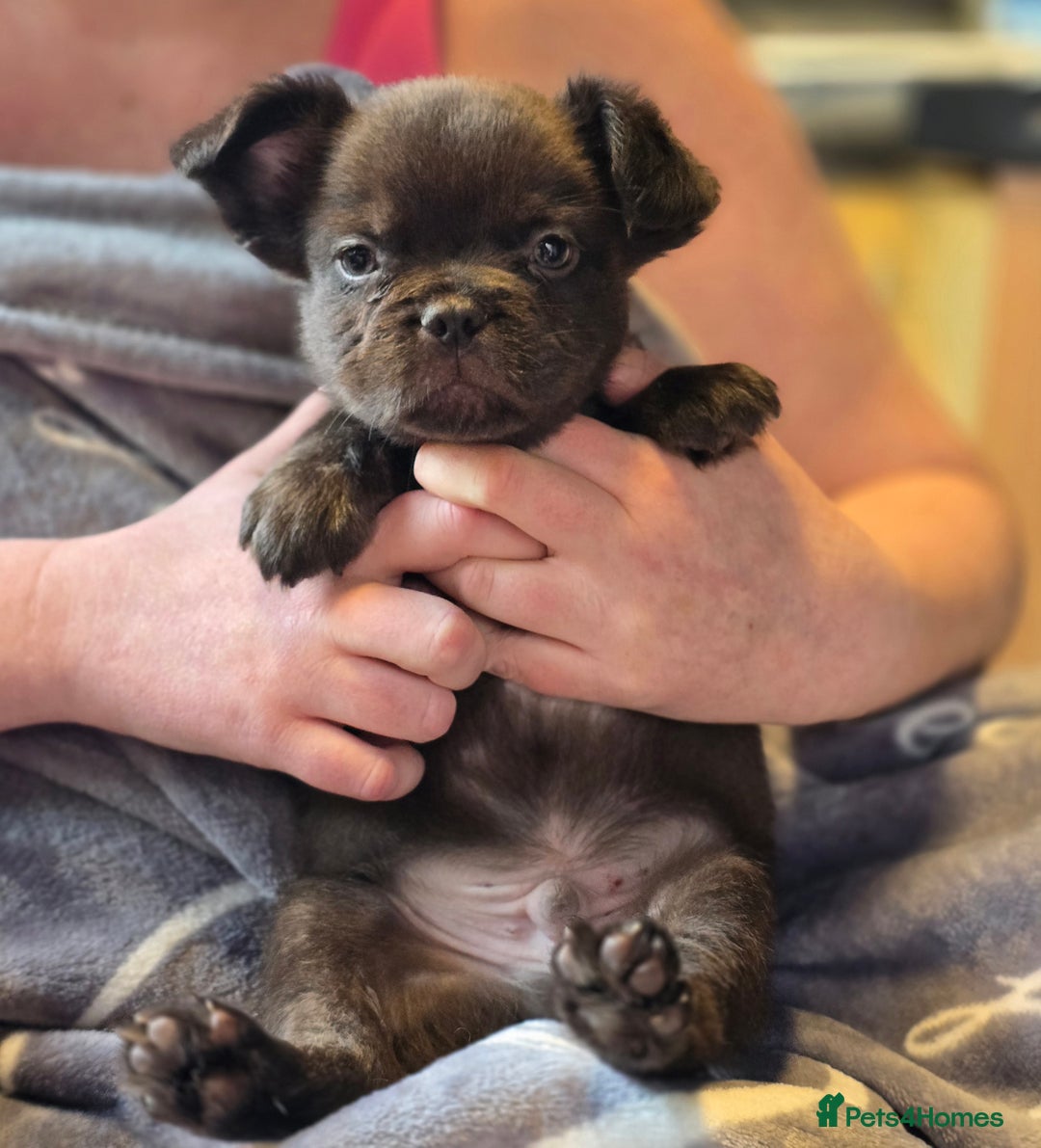 French Bulldog dogs for sale: Fluffy French Bulldog Puppies  - Image 10