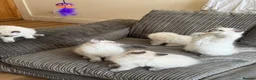 Ragdoll cats for sale: Ragdolls kittens ready to leave‼️ - Advert 5