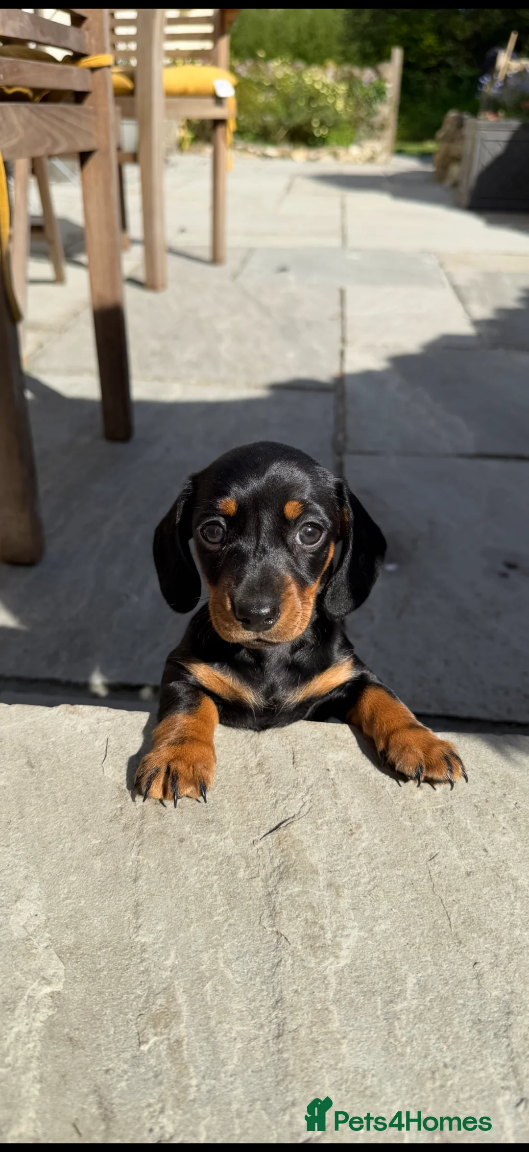 Miniature Dachshund dogs for sale: Miniature short haired Black & Tan dachshund puppy - Advert 2