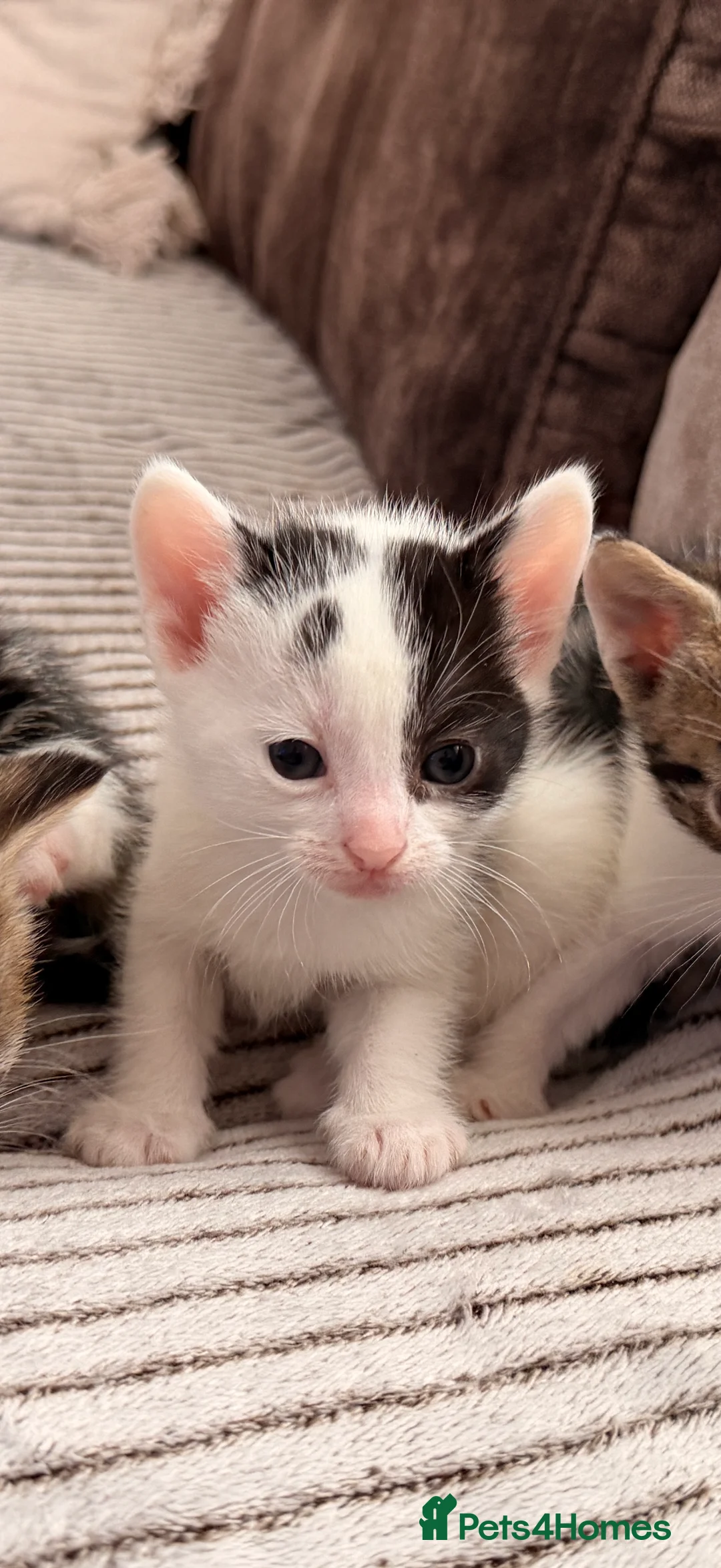 Mixed Breed cats for sale: Mixed white and tabbby kittens  - Advert 14