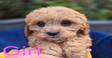 Cavapoo dogs - Advert 7