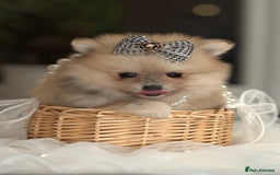 Pomeranian dogs for sale: ✨Tiny Teddy Face 🐻 KC Registered Parents ✨ - Image 7