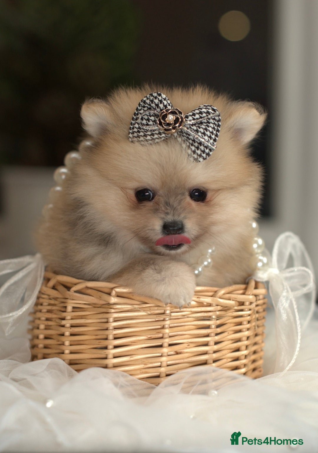 Pomeranian dogs for sale: ✨Tiny Teddy Face 🐻 KC Registered Parents ✨ - Image 7