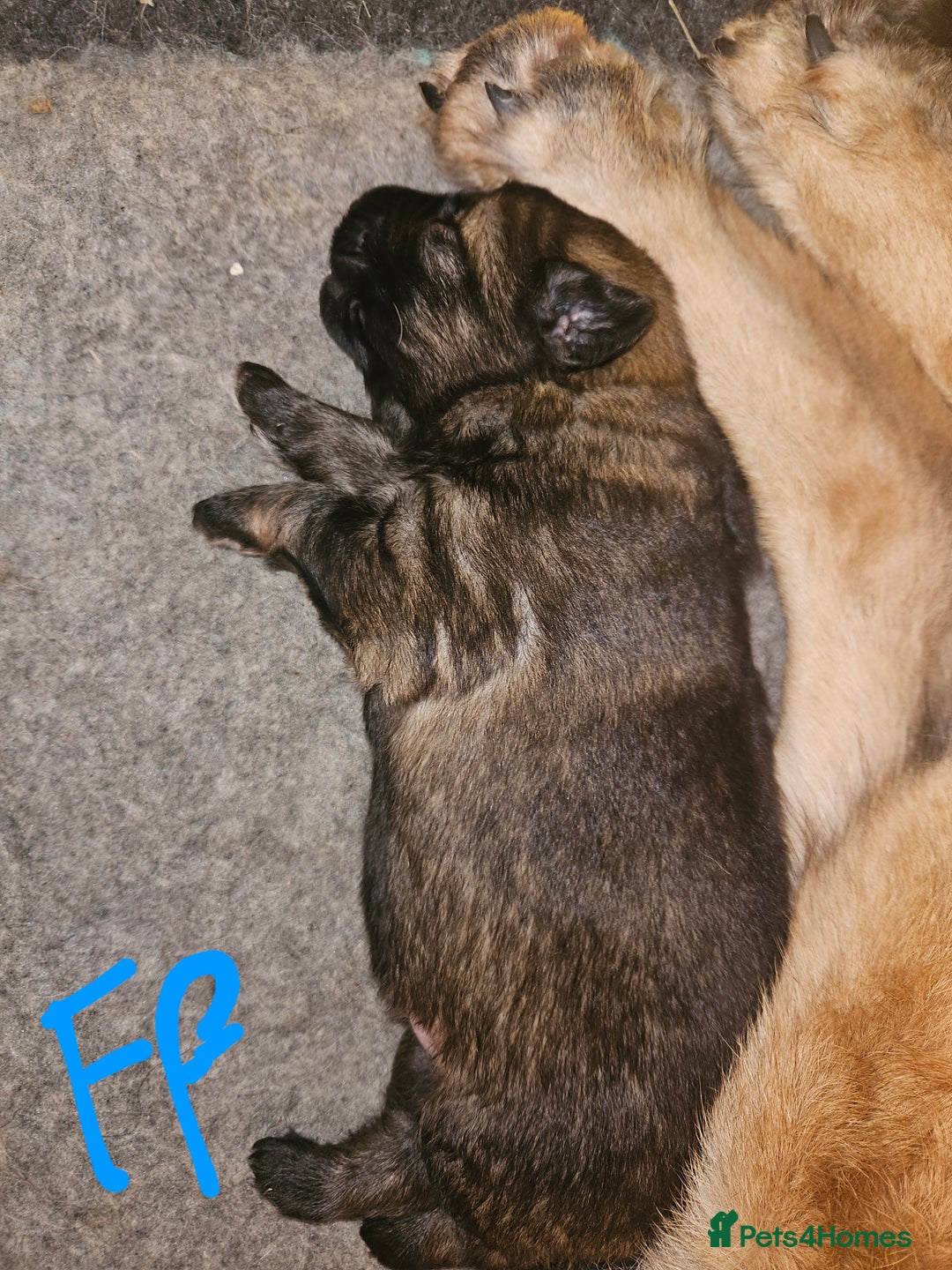 German Shepherd dogs for sale: 5 gorgeous german shepherd puppies for sale  - Advert 8