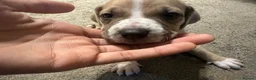 Mixed Breed dogs for sale: Mixed breed puppies in Rowley Regis - Advert 29
