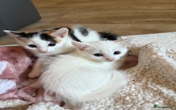 Mixed Breed cats for adoption: 3 beautiful kittens  - Image 1