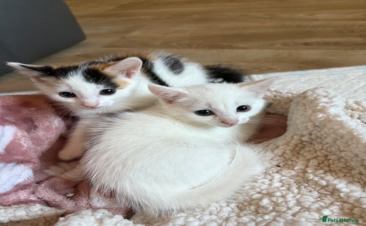 Mixed Breed cats - Advert 2